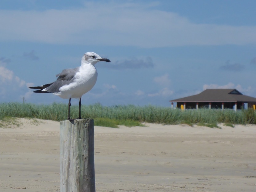 Seagull