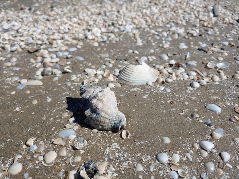 Seashells on the sand