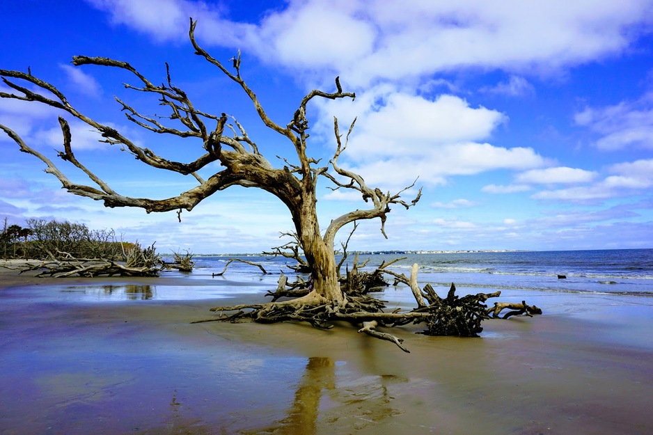 Driftwood Beach on Jekyll Island