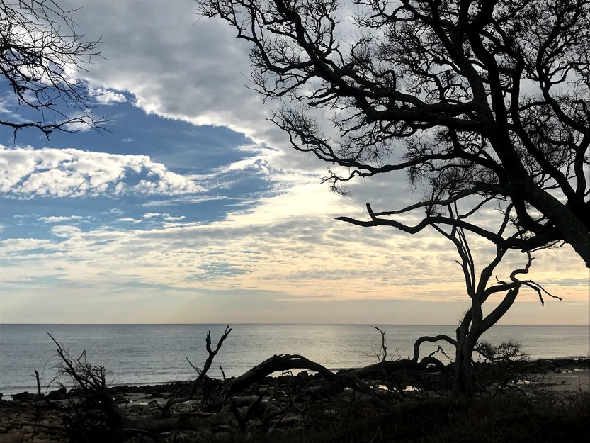 Trees on the beach