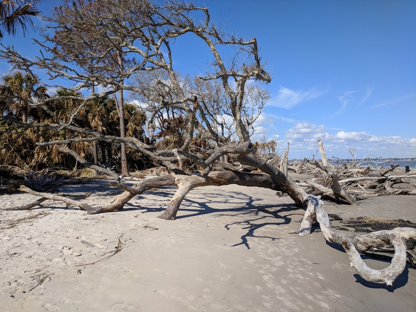 Driftwood on the sand