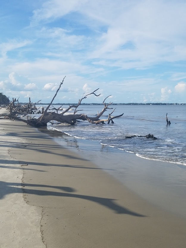 Driftwood in water and on the sand