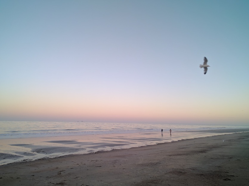Bird flying over the sea