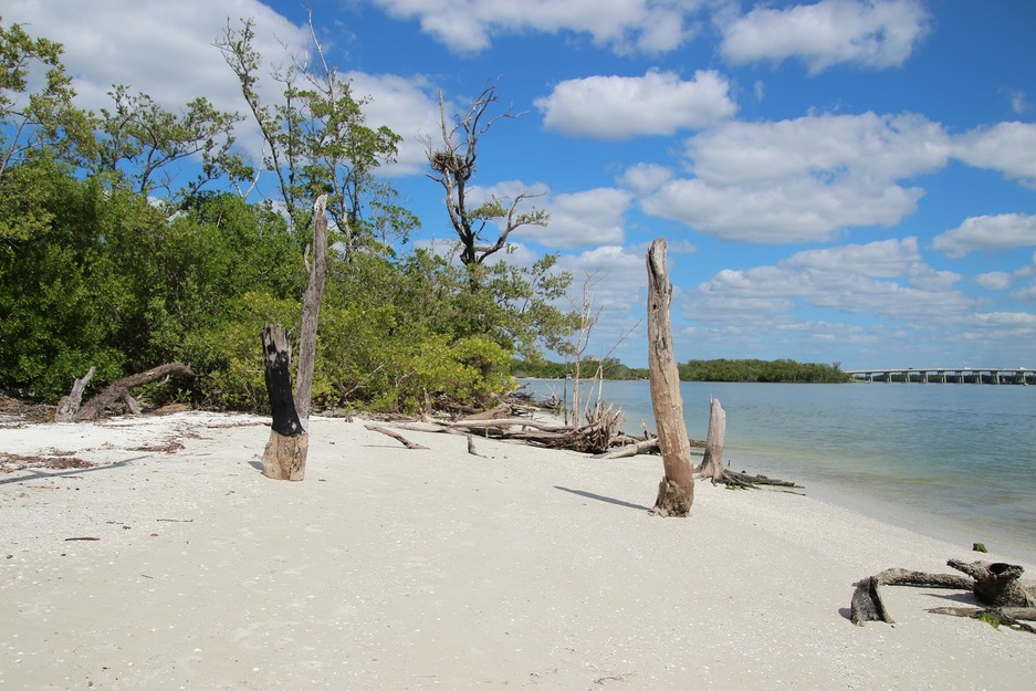 Driftwood on the beach