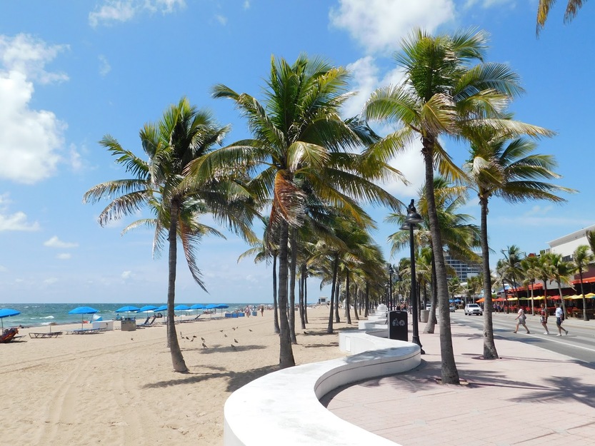 Beach palms