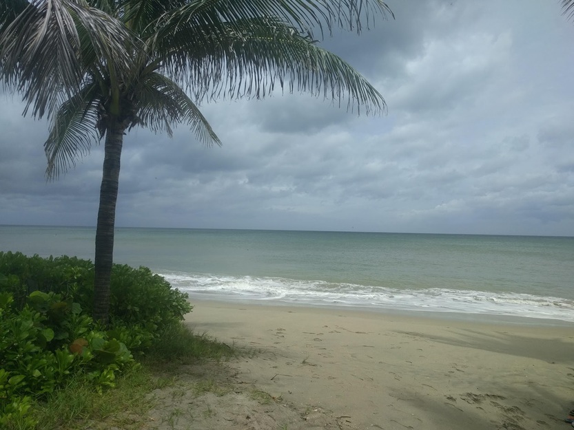 Beach palms