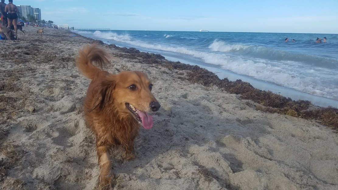 Dog on the beach