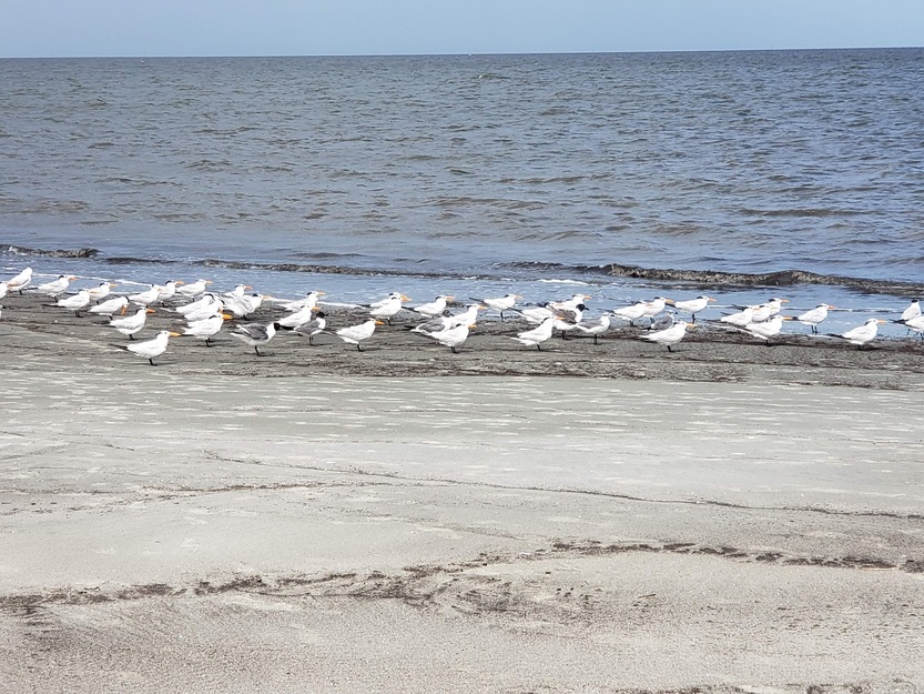Seagulls on the beach