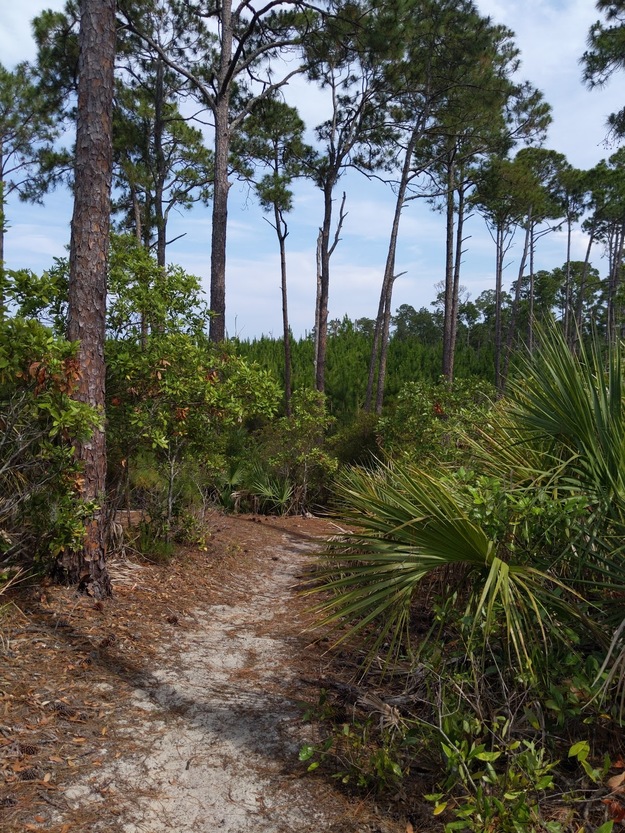 Wassaw National Wildlife Refuge