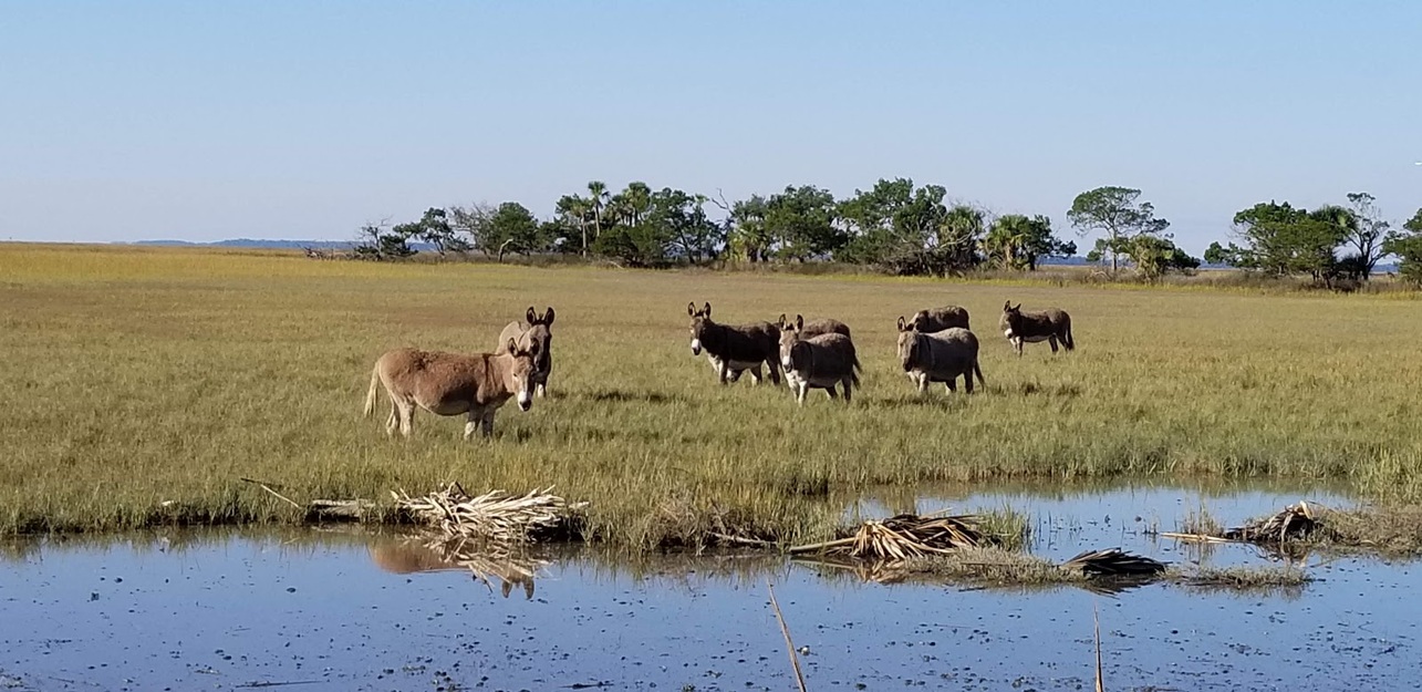 Donkeys near the lake