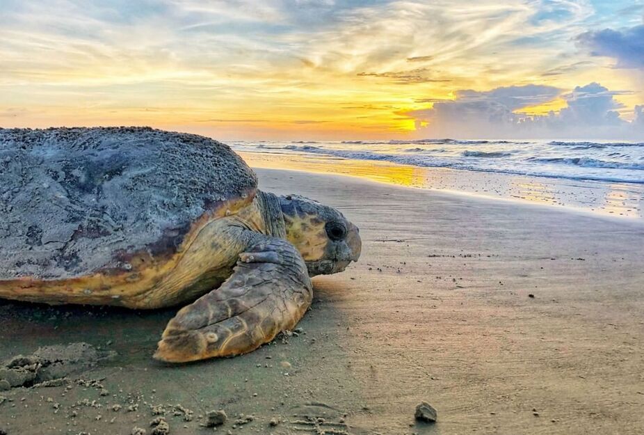 A large turtle on the beach