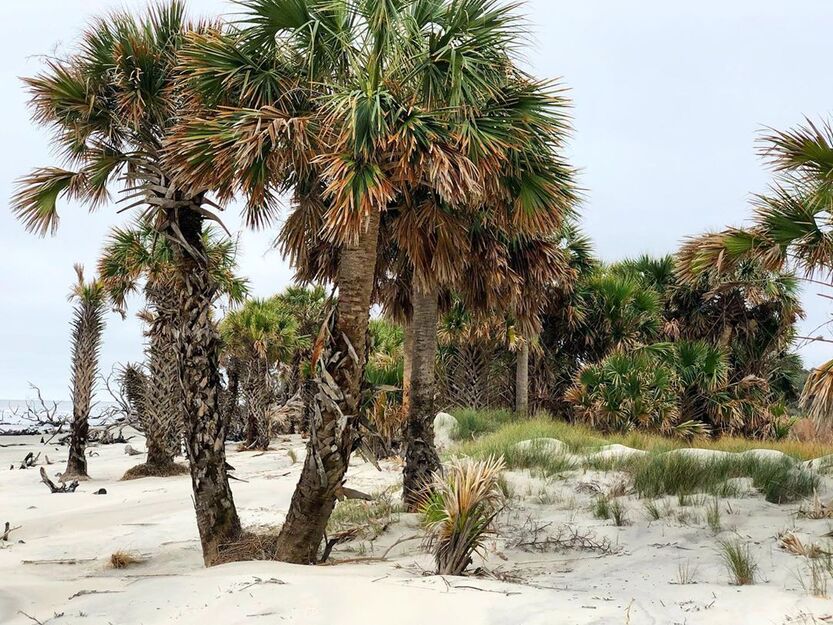 Blackbeard Island National Wildlife Refuge