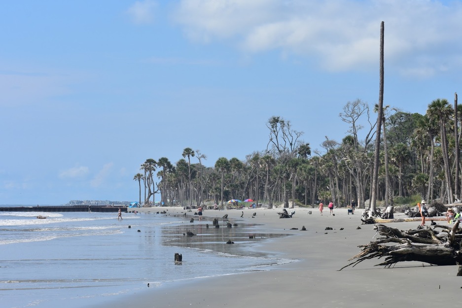 Palms on the seashore