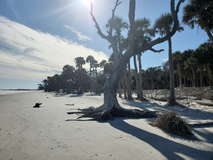 Driftwood on Hunting Island State Park Beach