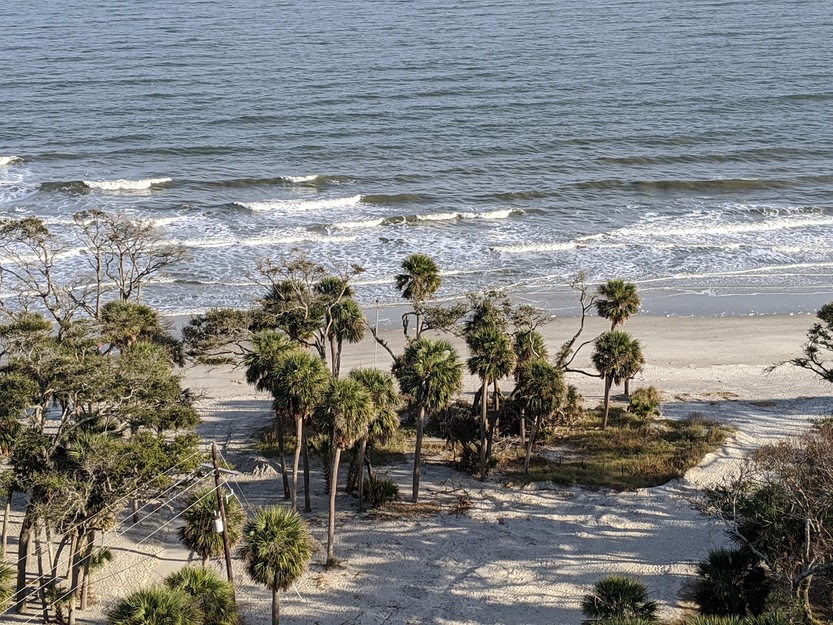 Palms on the beach