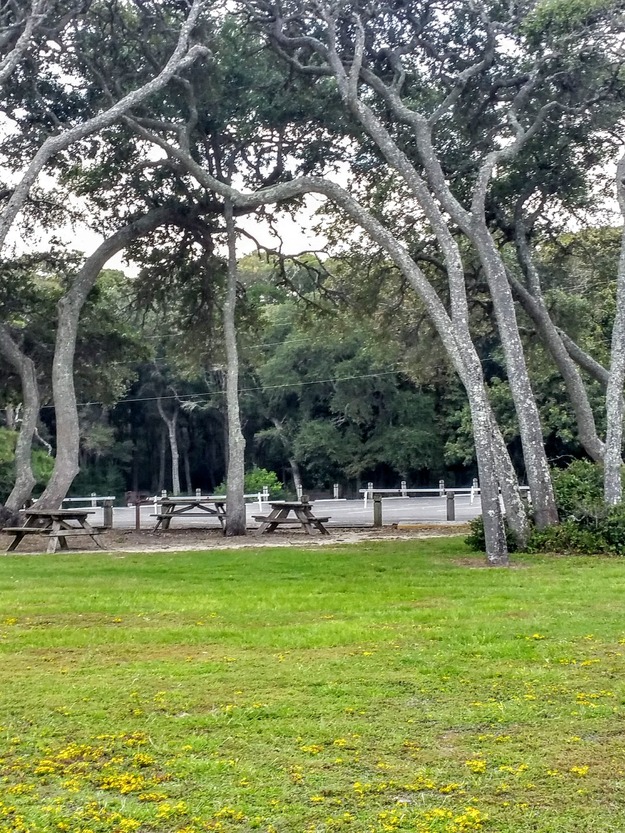 Trees in Myrtle Beach State Park