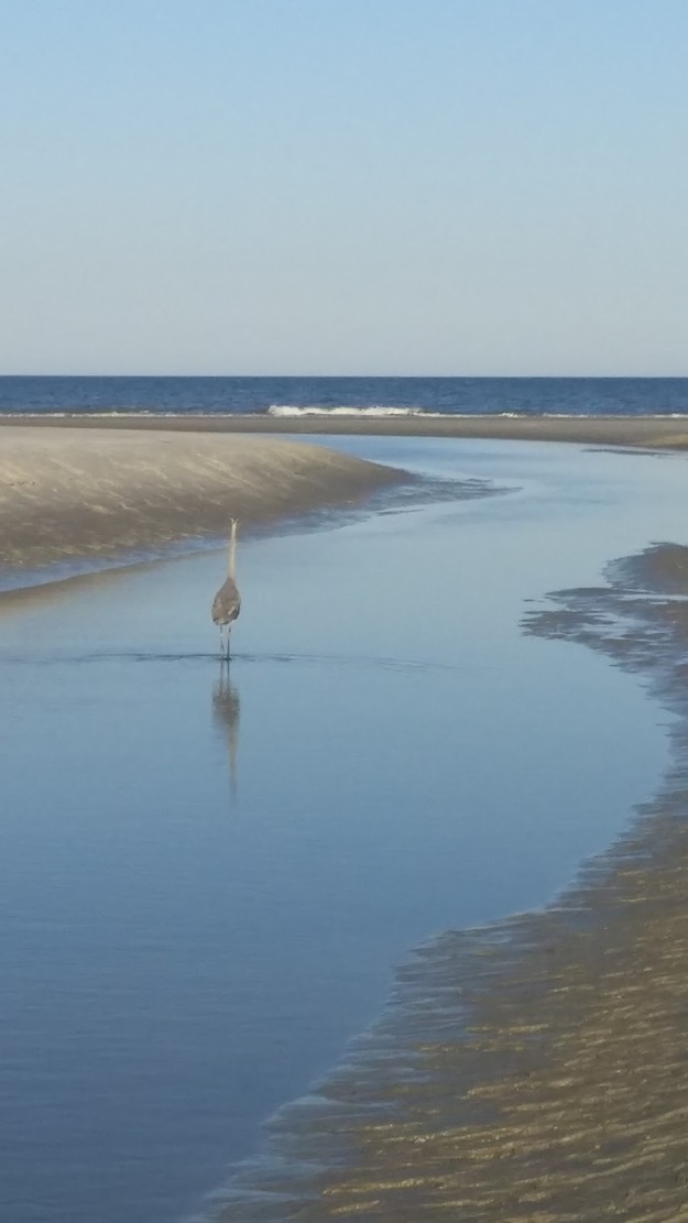 Heron on the seashore