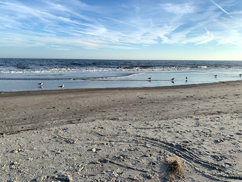 Seagulls on the beach