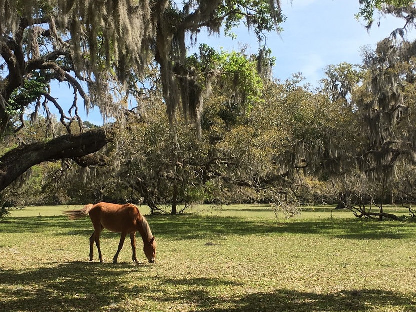 Horses in the park