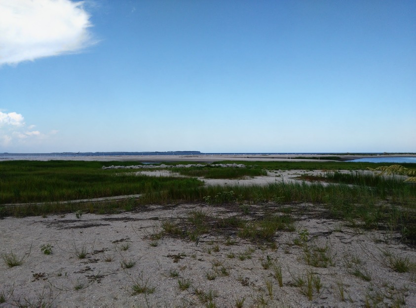 Grass on the beach