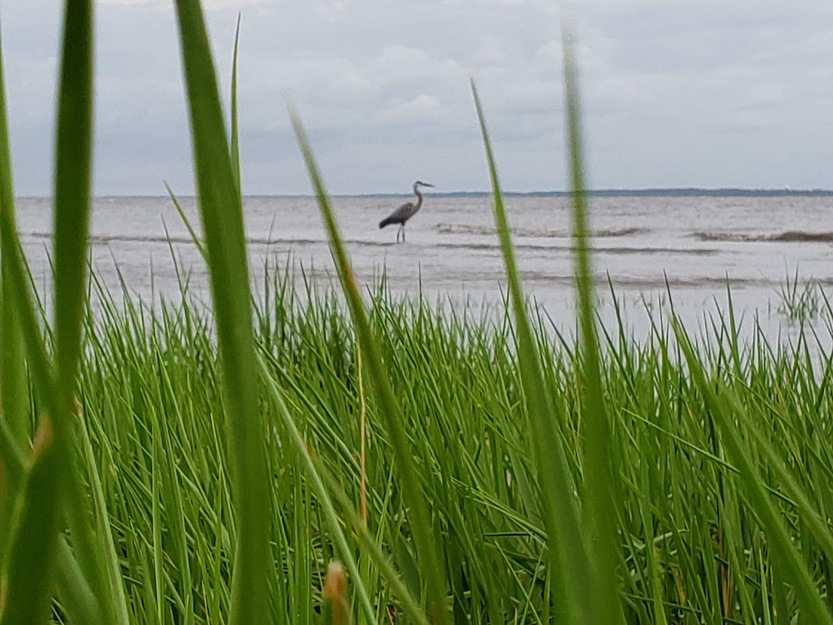 Large bird on the seashore