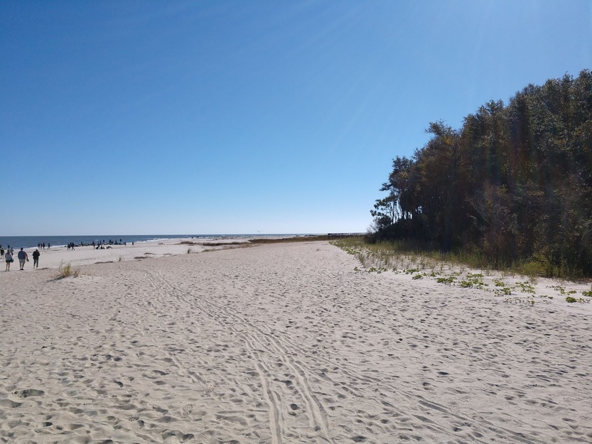 Trees on the seashore