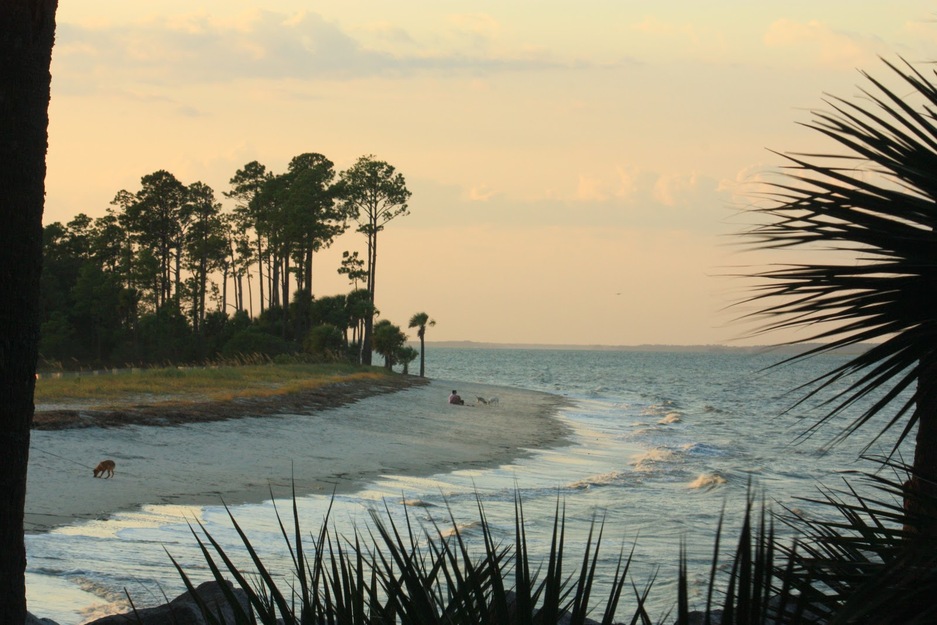 Trees on Pine Island Beach SC