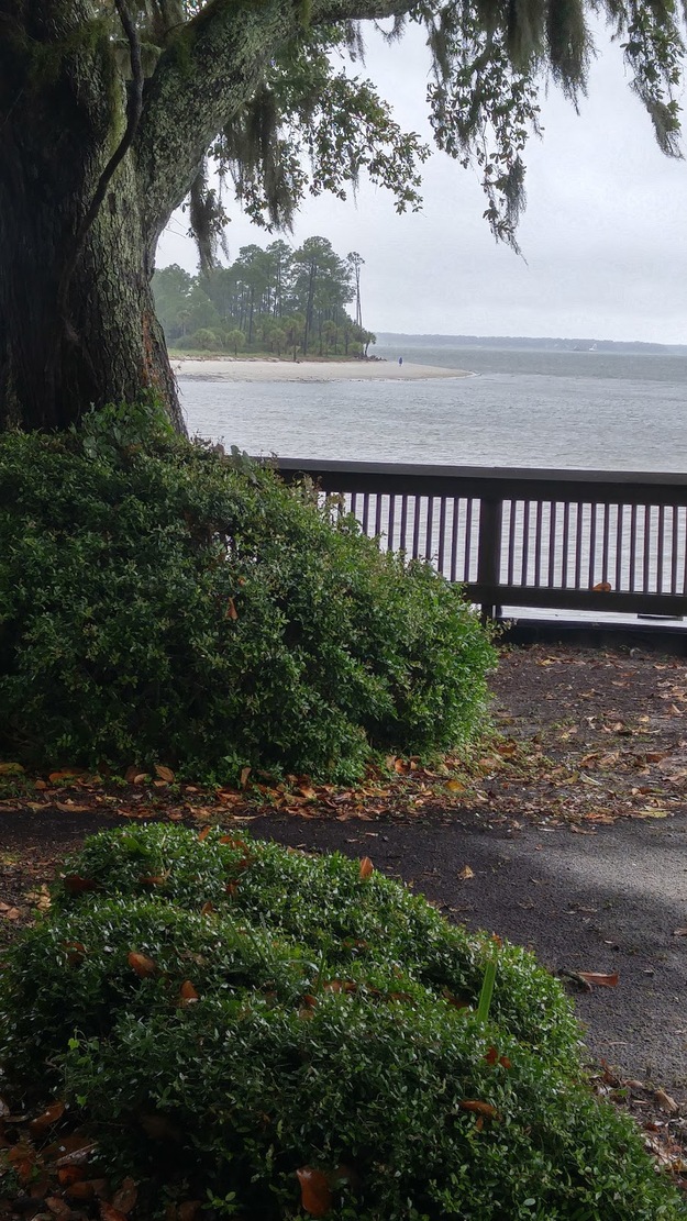 A grassy area on the seashore