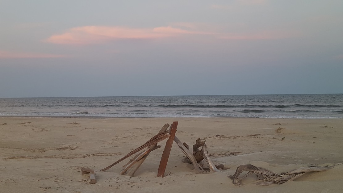 Driftwood on the beach