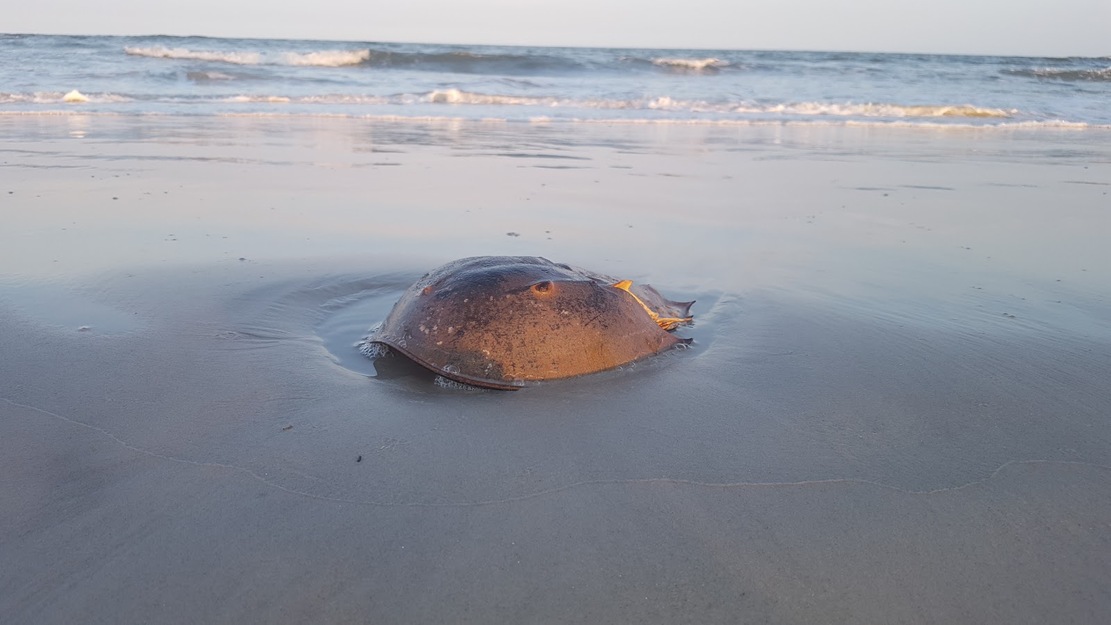 Sea creature on Stafford Beach