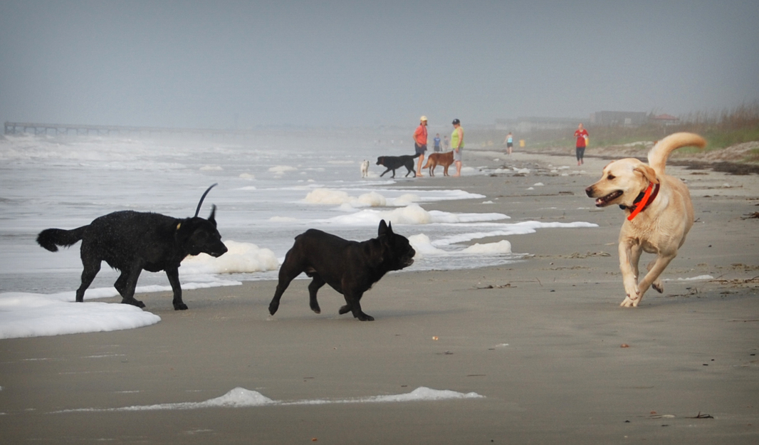 Dogs on the beach