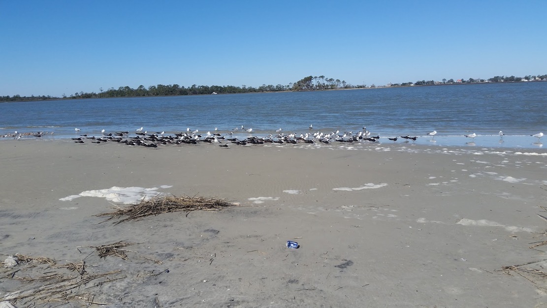 Birds on the beach
