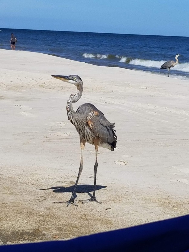 Bird on the beach