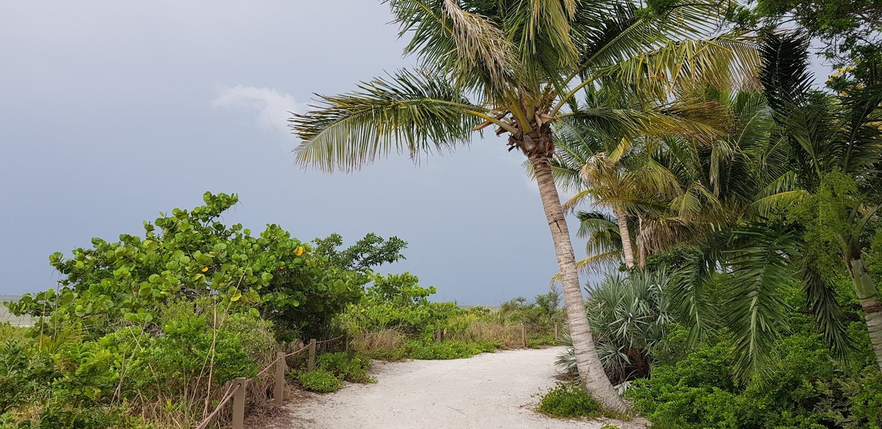 Palms near the path