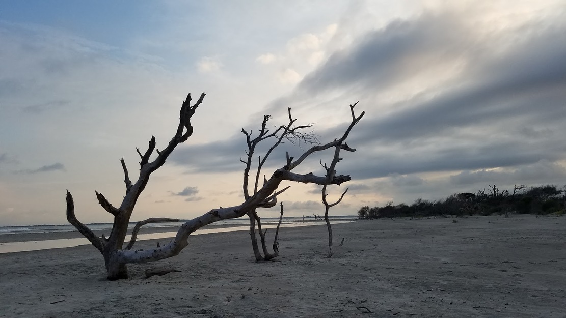 Driftwood on the seashore