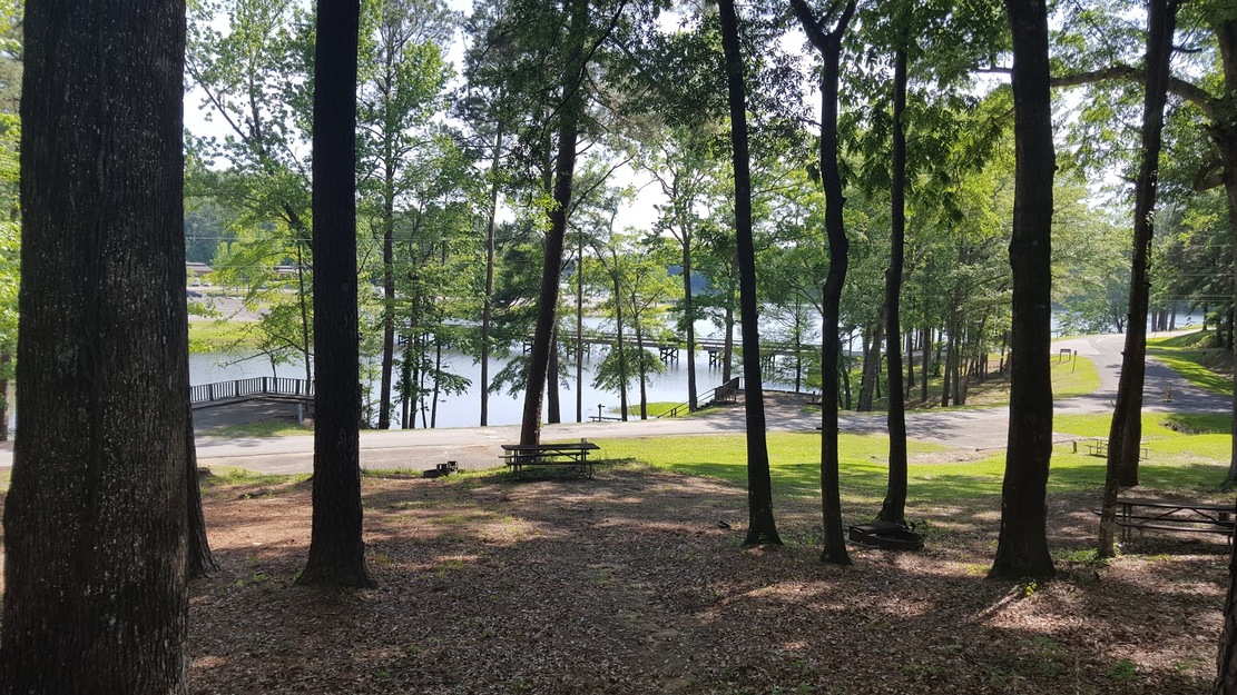 Trees on the lake shore