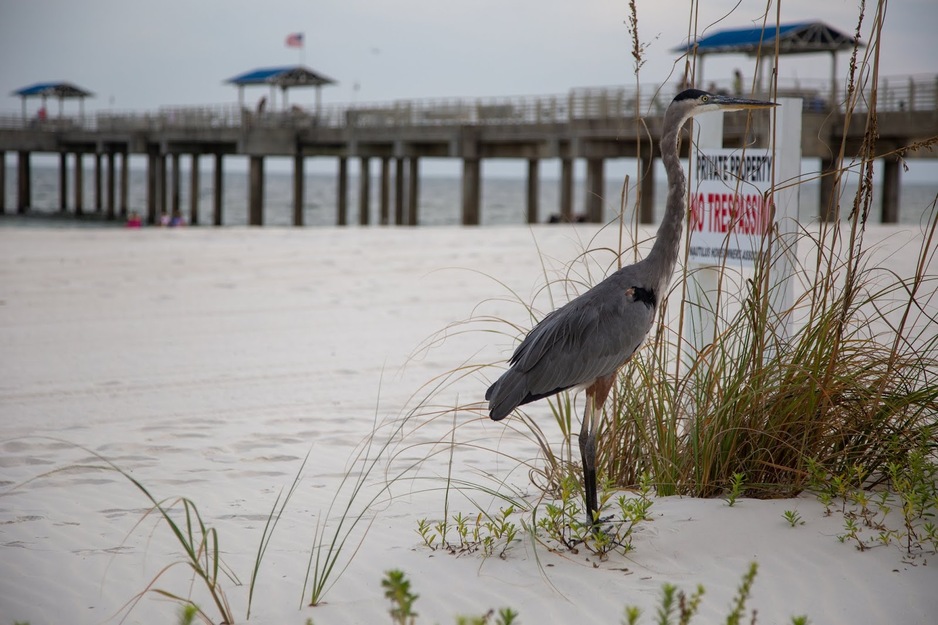 Bird on the beach