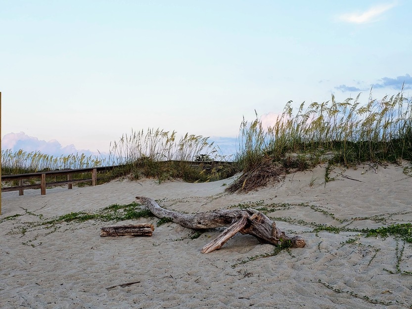 Driftwood on the beach