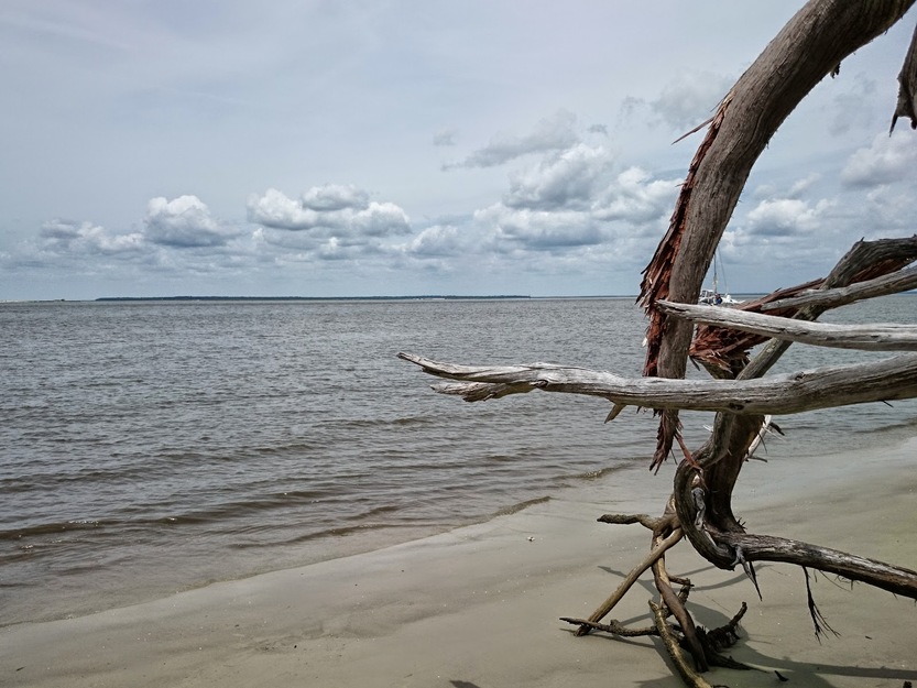 Driftwood on the beach