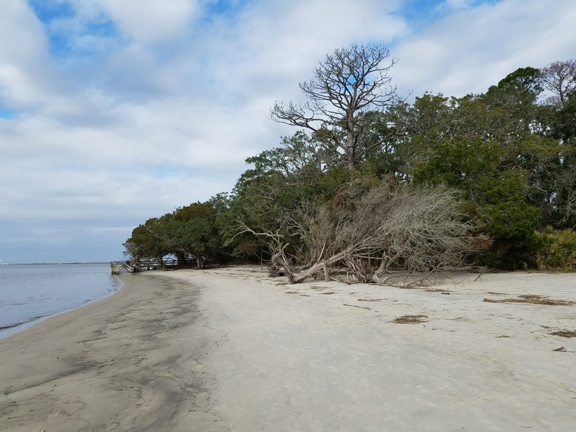 Trees on the beach