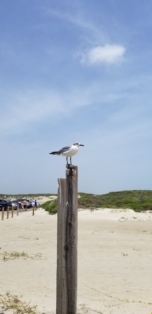 Seagull on the beach
