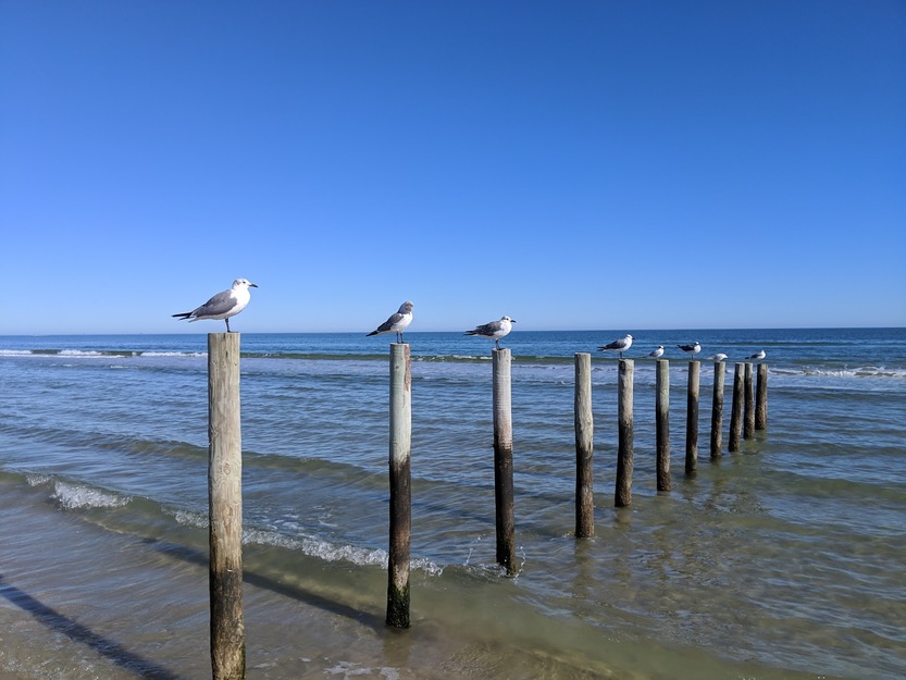 Seagulls on the beach