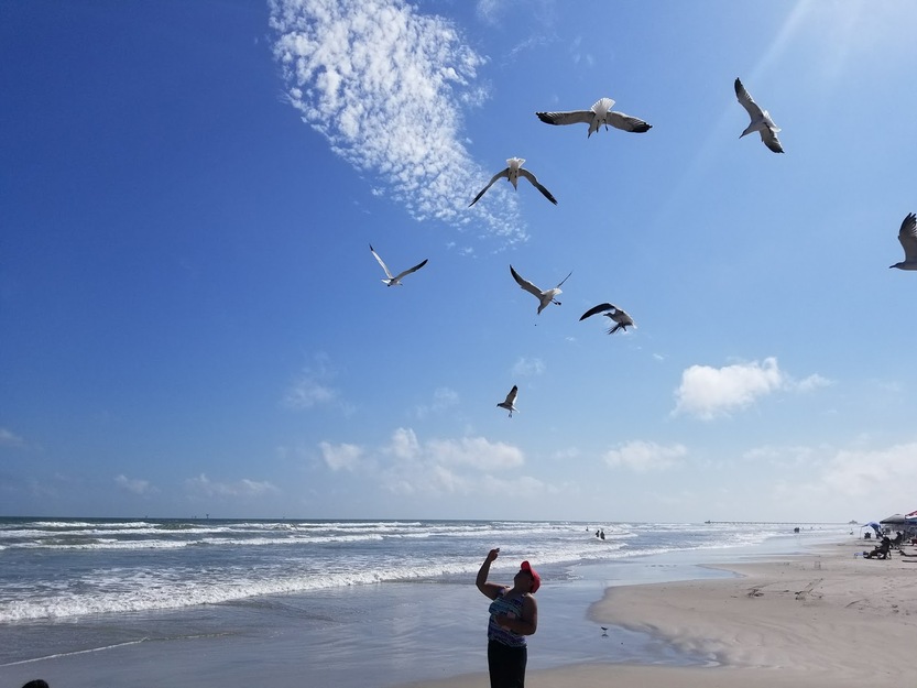 Seagull feeding