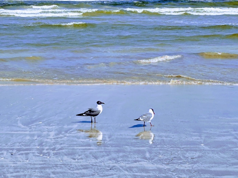 Seagulls