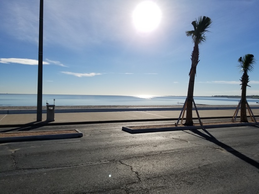 Beach palm in the sun