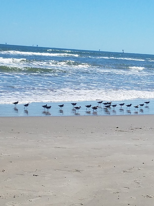Seagulls on the beach