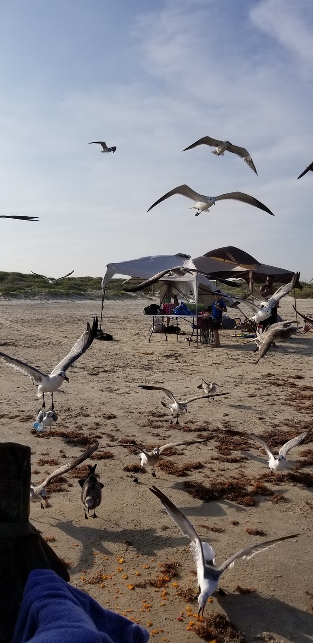 Seagulls on the beach