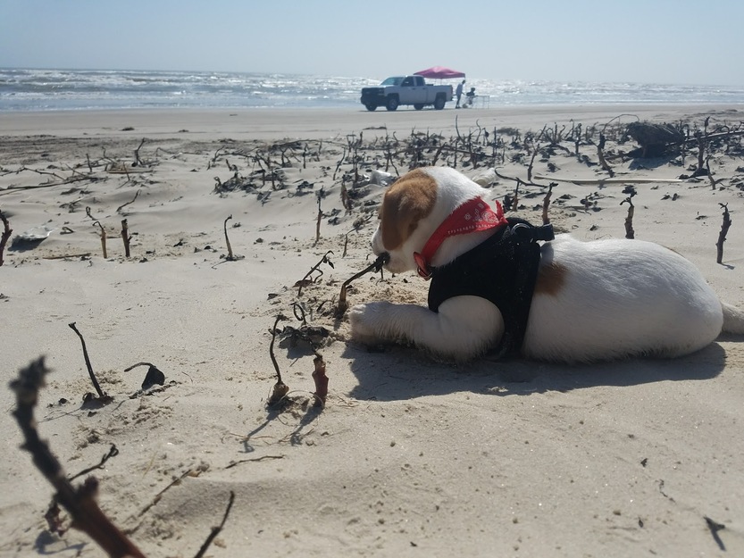 Dog on the beach