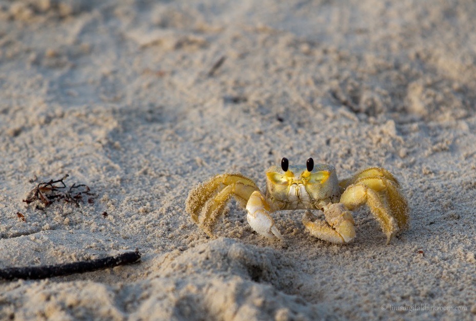 Crab