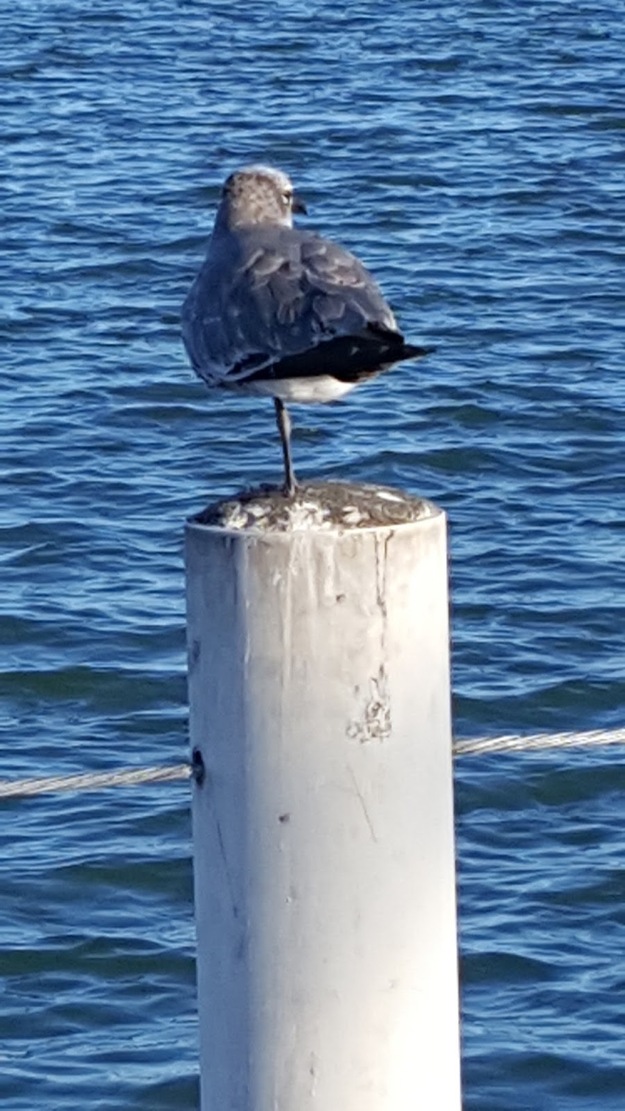 Seagull